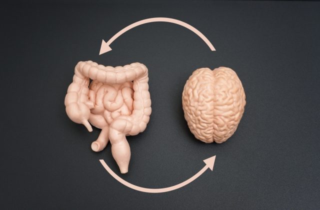 Brain,,Intestine,,And,Colon,Models,Linked,By,Circular,Arrows,On a brain and gut with arrows between them