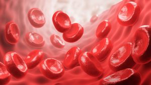 Red blood cells in an artery