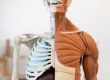 the musculoskeletal system