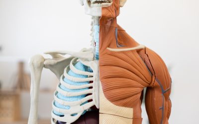 What You Need to Know About Musculoskeletal Health