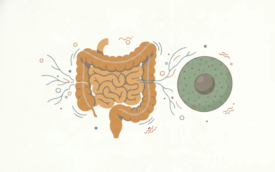 Intestinal Permeability Assessment for Practitioners