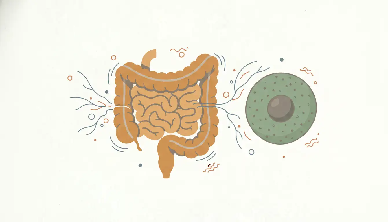 Intestinal Permeability Assessment for Practitioners