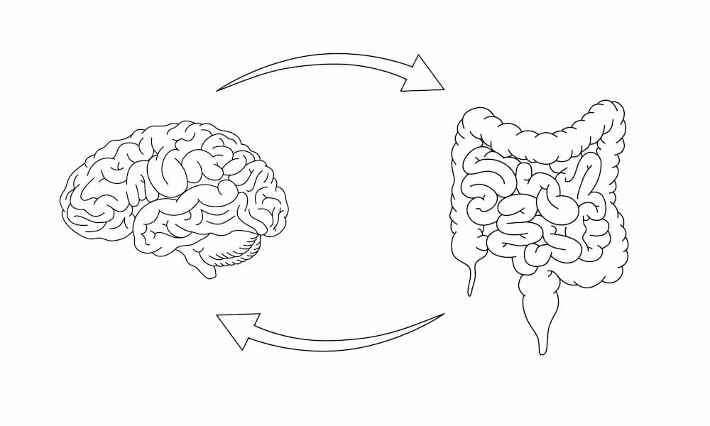 Hidden Brain-Gut Connection in Vascular Dysfunction