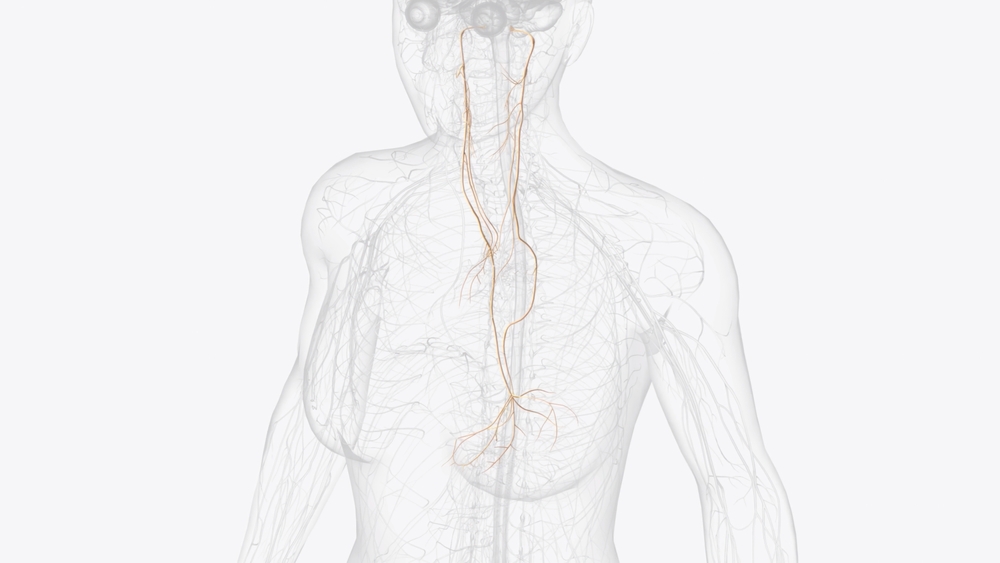 Vagal Tone: The Most Overlooked Factor in Chronic GI Motility Disorders