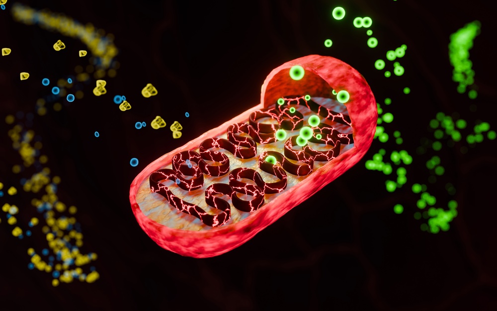 Clinically Assessing Mitochondrial Uncoupling Using Standard Lab Markers